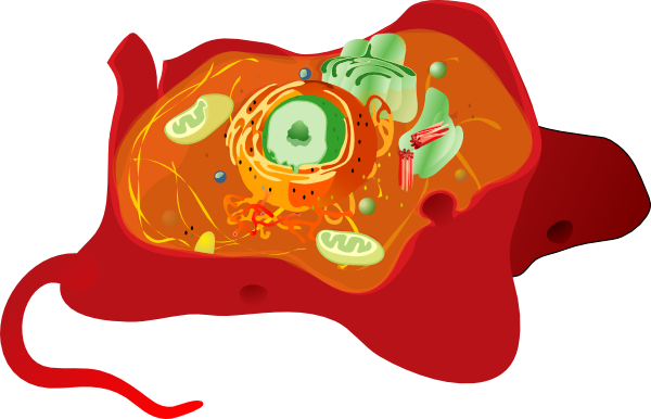 Download Animal Cell Clip Art