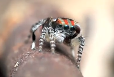 Go Back   Gallery For   Jumping Spider Gif Drums