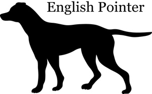 Images English Pointer Stock Photos   Clipart English Pointer Pictures