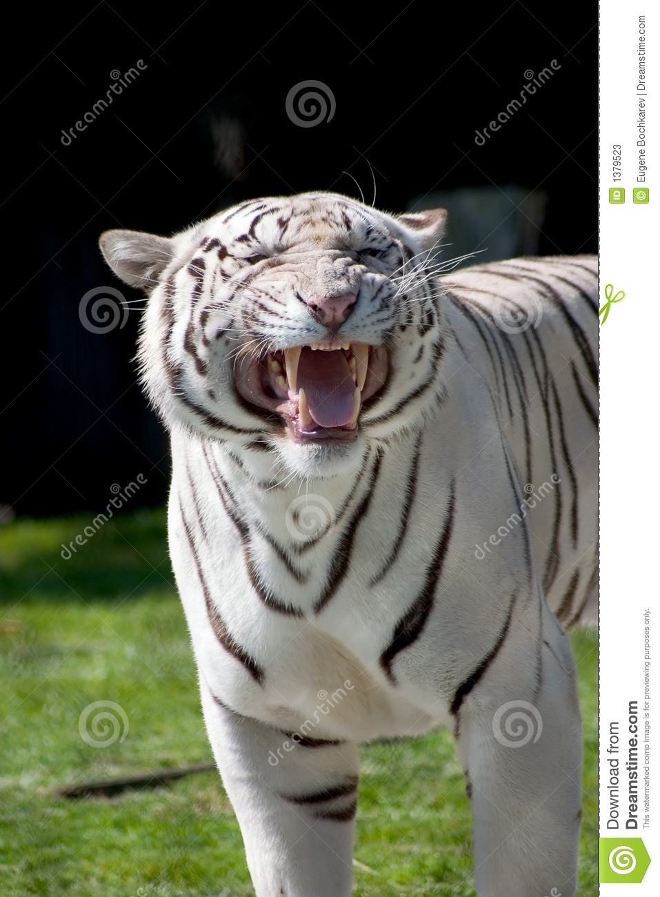 More Similar Stock Images Of   White Tiger Showing His Fangs