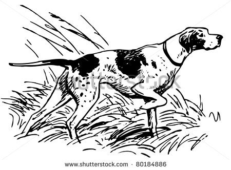 Pointer Dog Stock Photos Illustrations And Vector Art