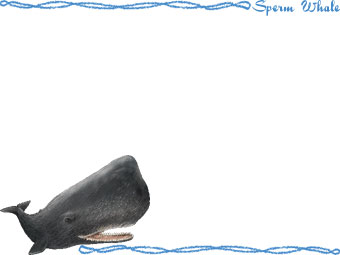Sperm Whale Clipart Graphics  Free Clip Art
