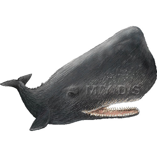 Sperm Whale Clipart Picture   Large