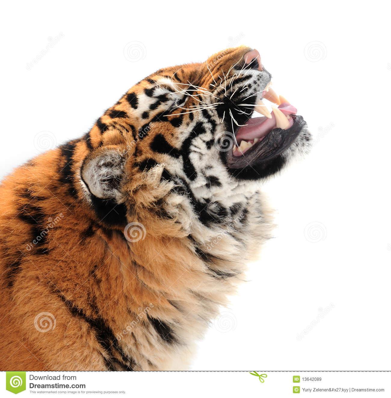 Tiger With Bared Fangs Royalty Free Stock Images   Image  13642089