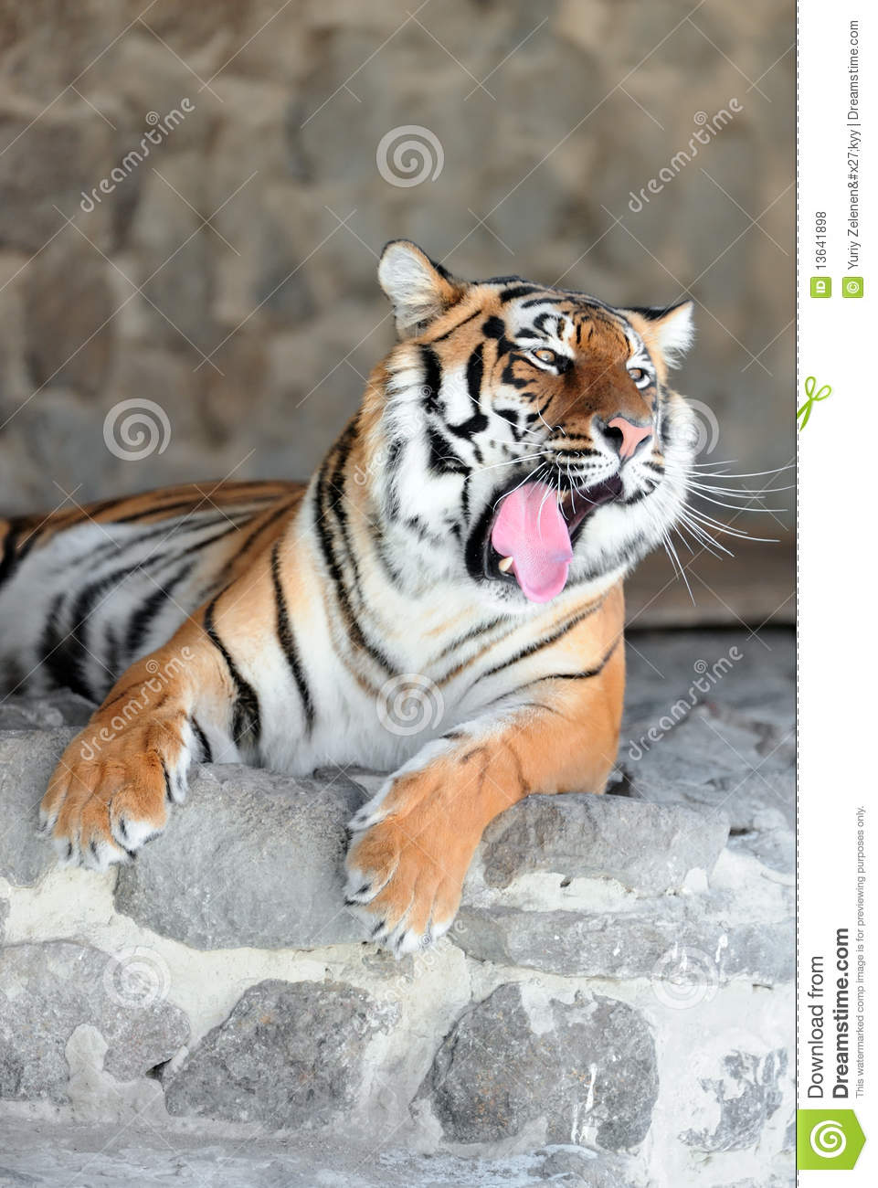 Tiger With Bared Fangs Royalty Free Stock Photos   Image  13641898