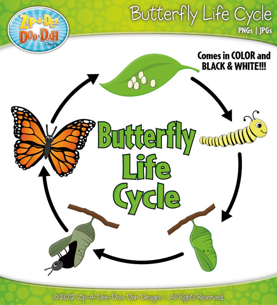 Butterfly Life Cycle Clipart Set Includes By Zipadeedoodahdesign