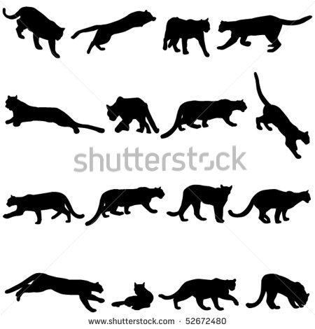 Cougar Is North American Largest Cat  Shutterstock Image   Cougar Is