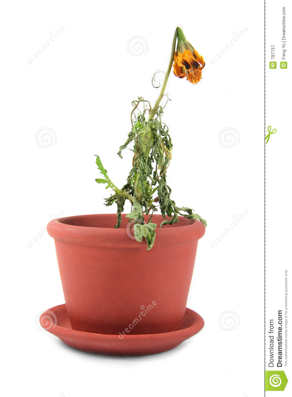 Dead Flower Royalty Free Stock Photography   Image  797757
