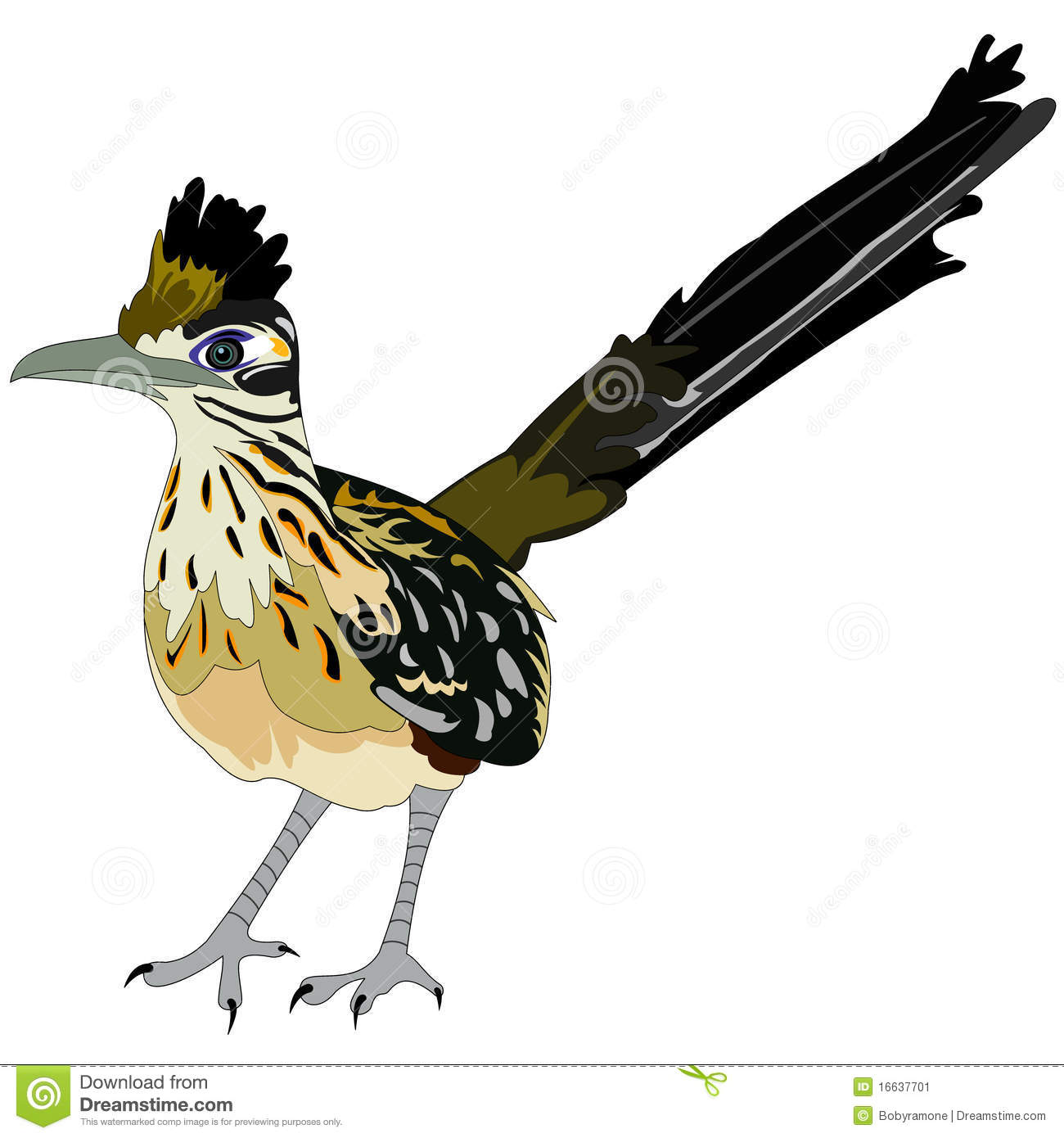 Greater Roadrunner Bird Stock Image   Image  16637701