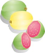 Guava Illustrations And Clipart
