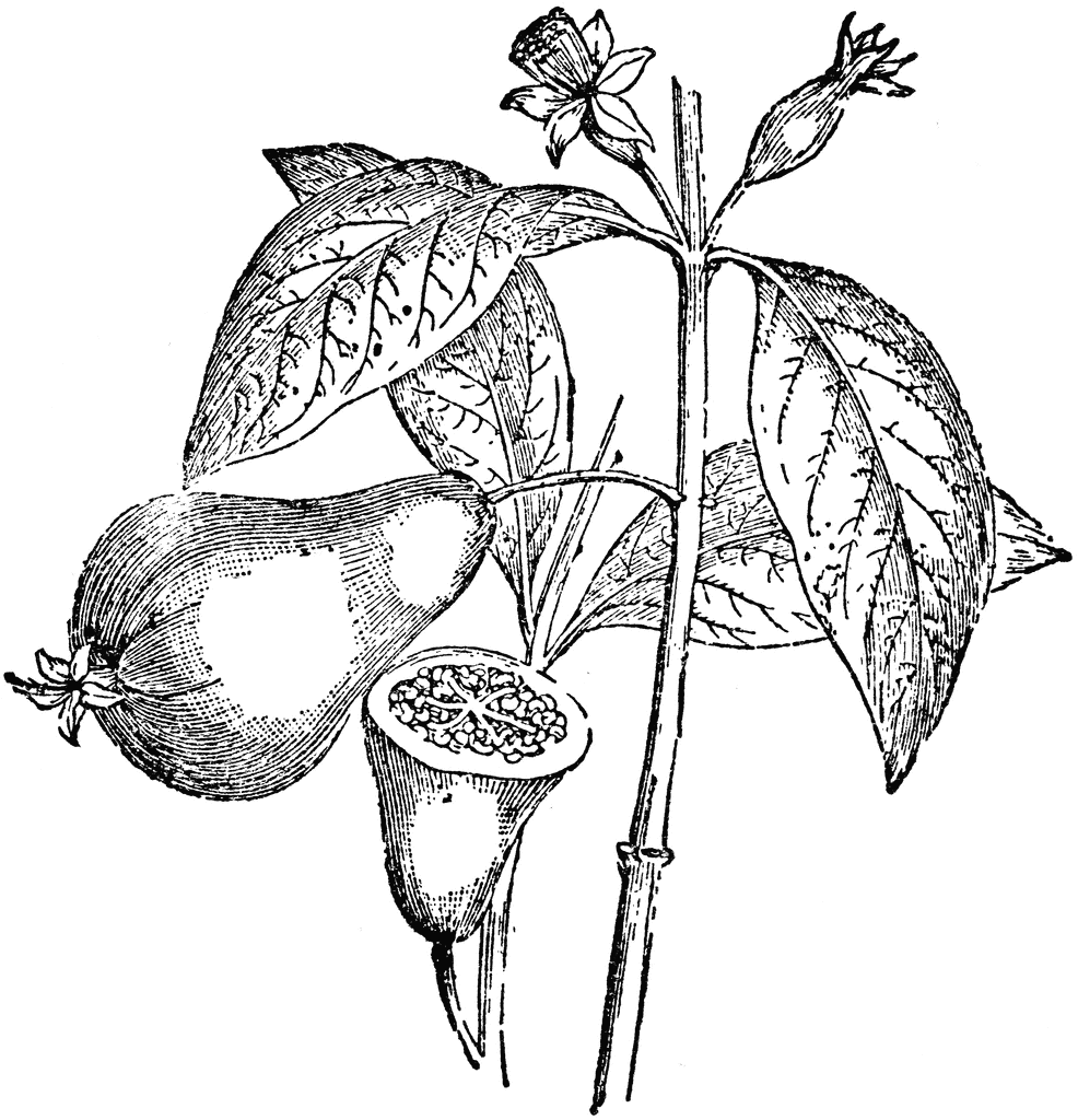 Guava Plant   Clipart Etc