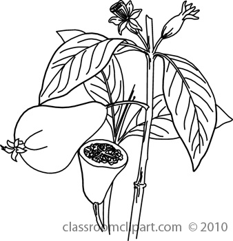 Plants   07 10 S 04bw   Classroom Clipart