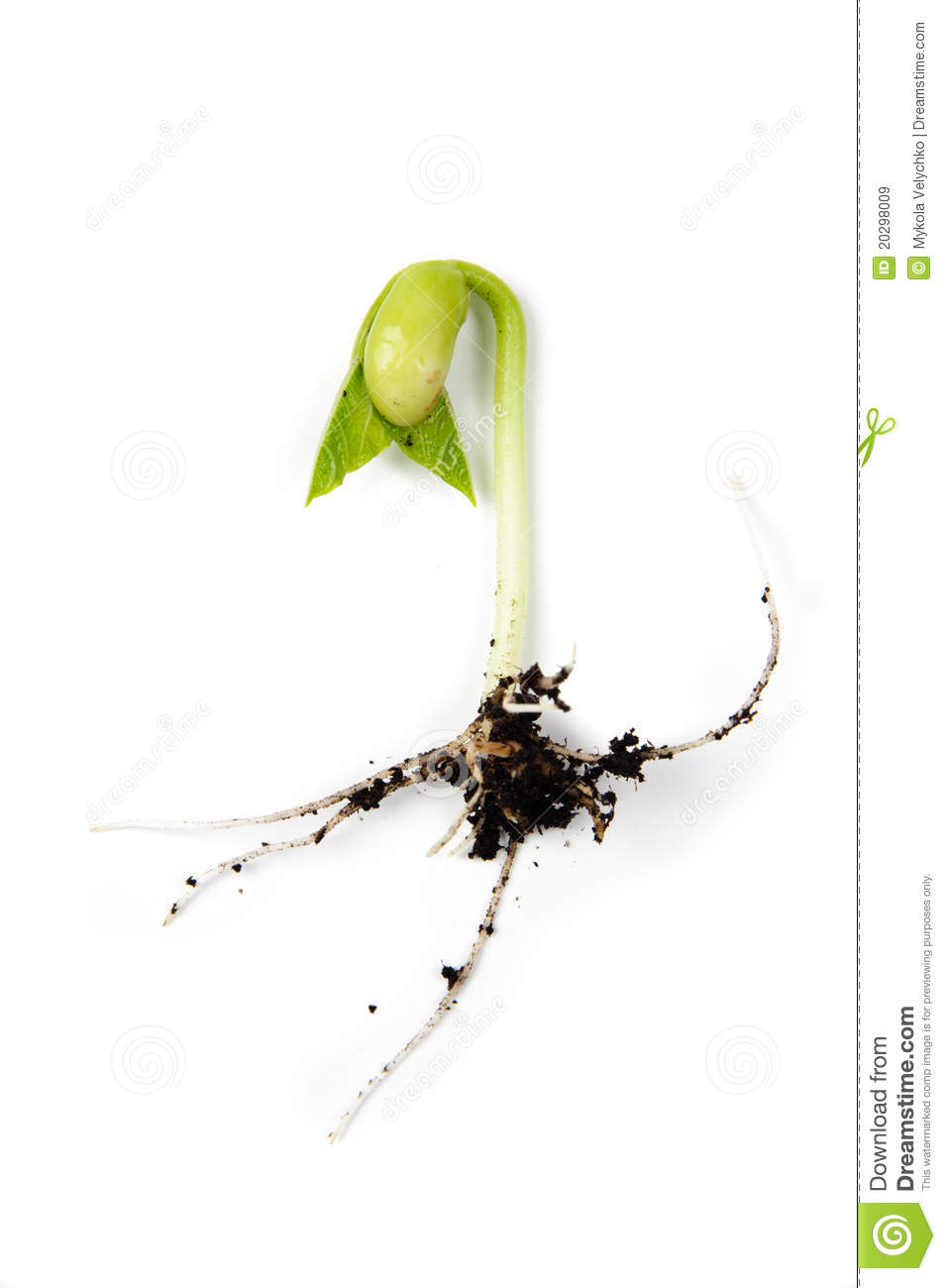 Bean Sprout Royalty Free Stock Images   Image  20298009