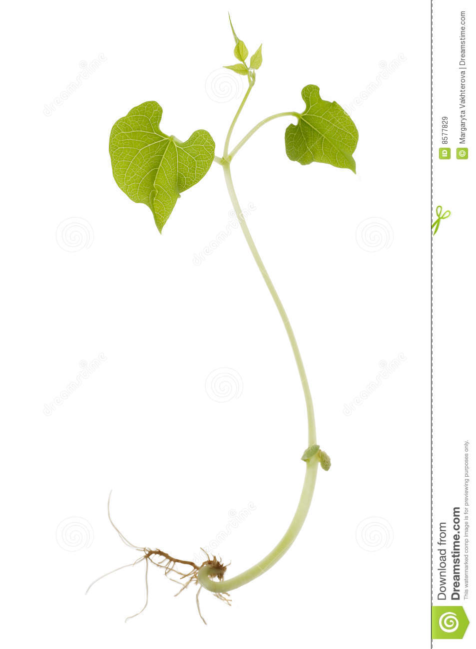 Bean Sprout Royalty Free Stock Images   Image  8577829