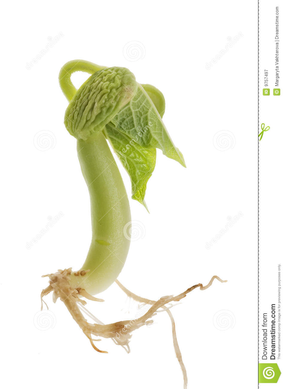 Bean Sprout Royalty Free Stock Photography   Image  9757497