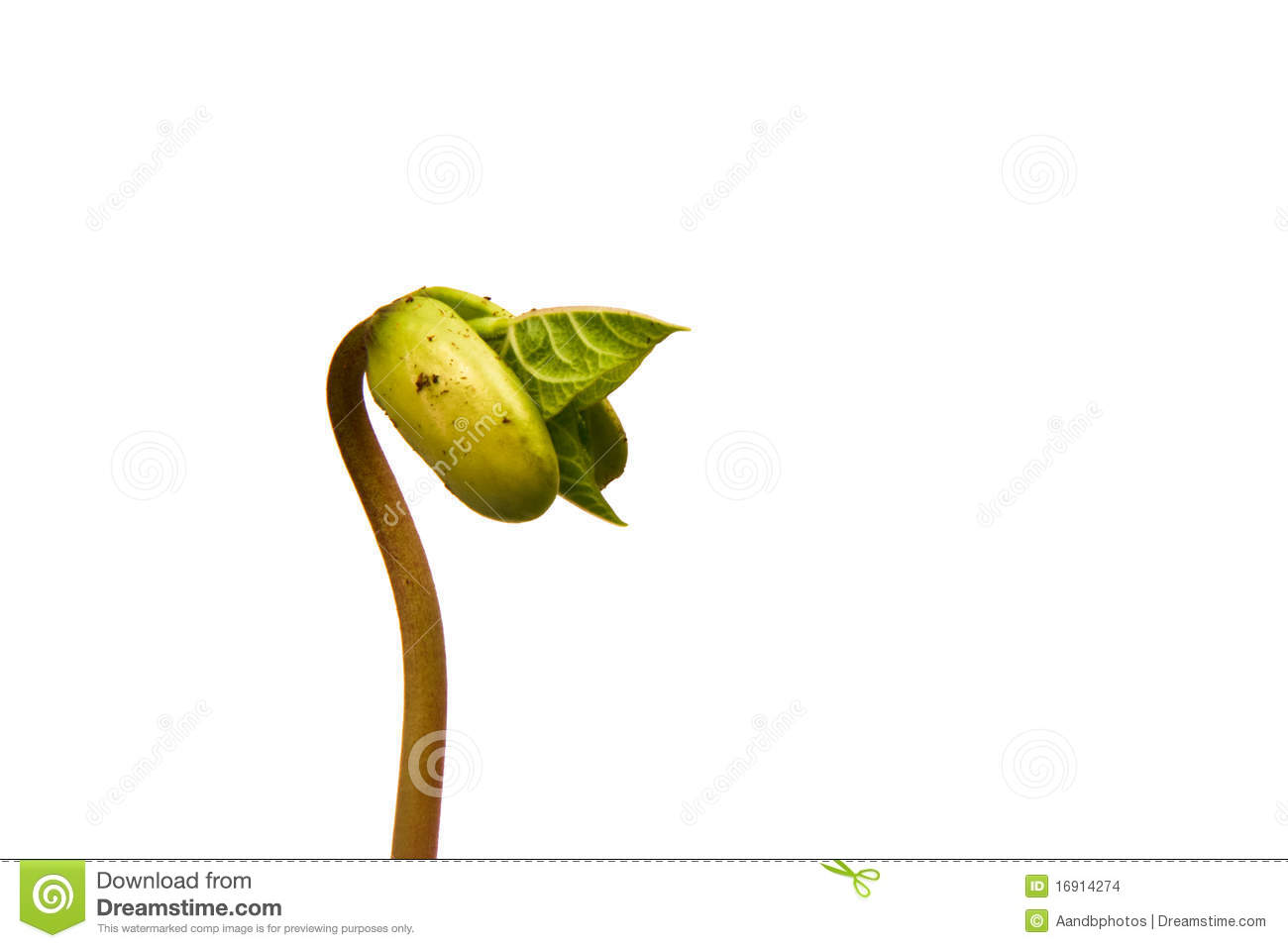 Bean Sprout Stock Images   Image  16914274