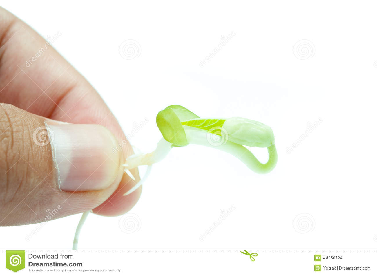Bean Sprout Stock Photo   Image  44950724