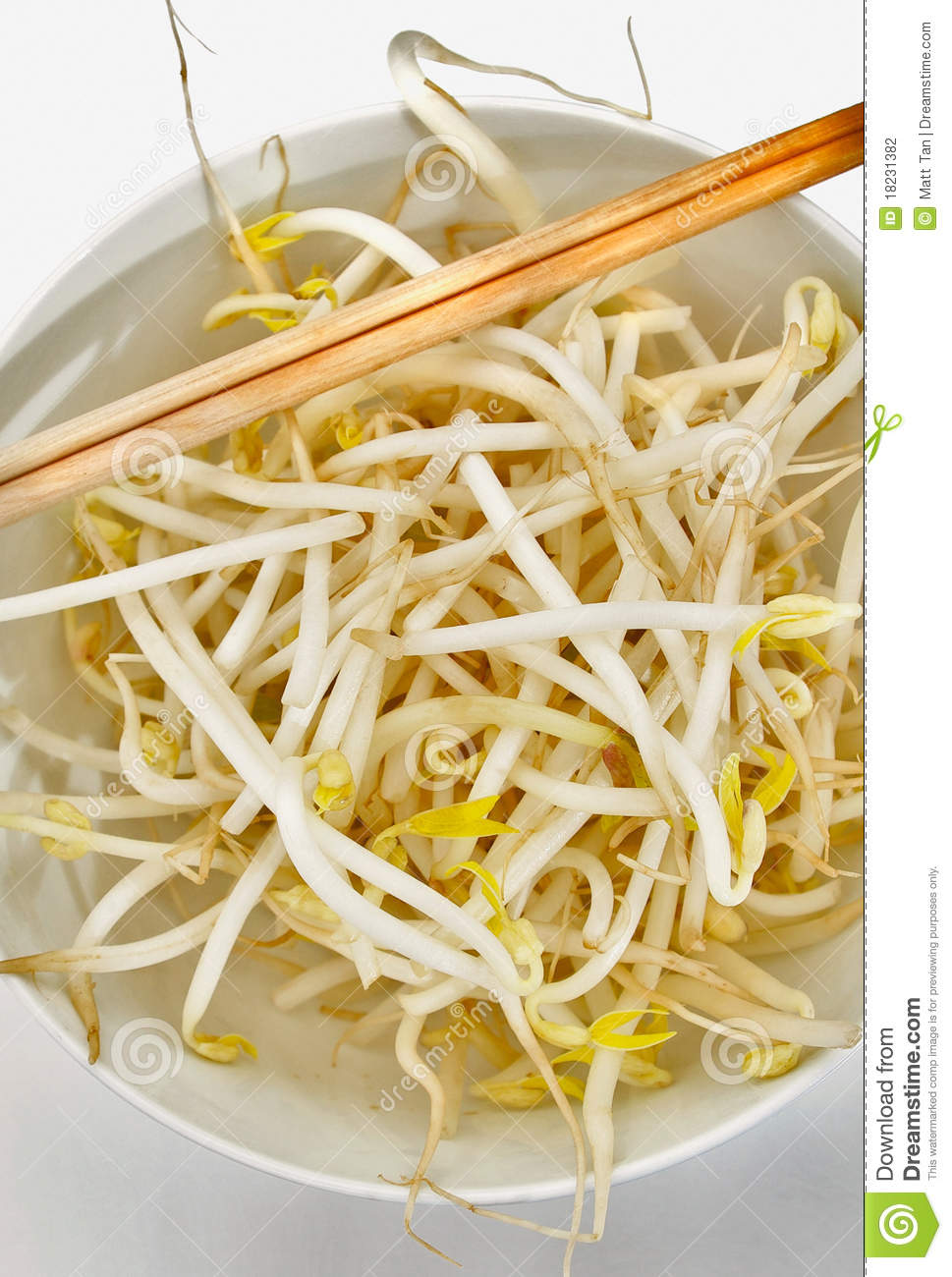 Bean Sprout Stock Photography   Image  18231382