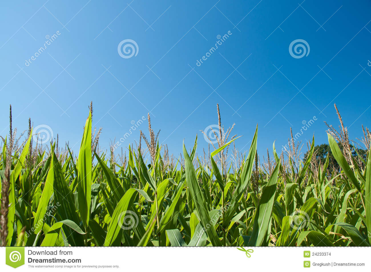 Corn Field In Late Summer Against A Blue Sky In Ho Stock Images