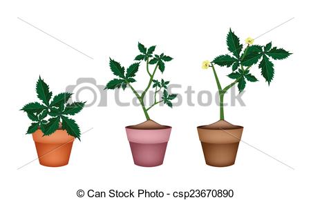Eps Vectors Of Fresh Okra Plant In Ceramic Flower Pots   Vegetable And