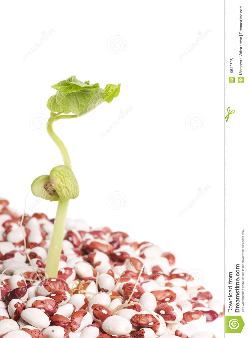 Green Fresh New Sprout Over Haricot Multicolored Beans