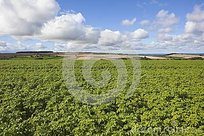 Late Summer Potato Crops Royalty Free Stock Images   Image  26599409