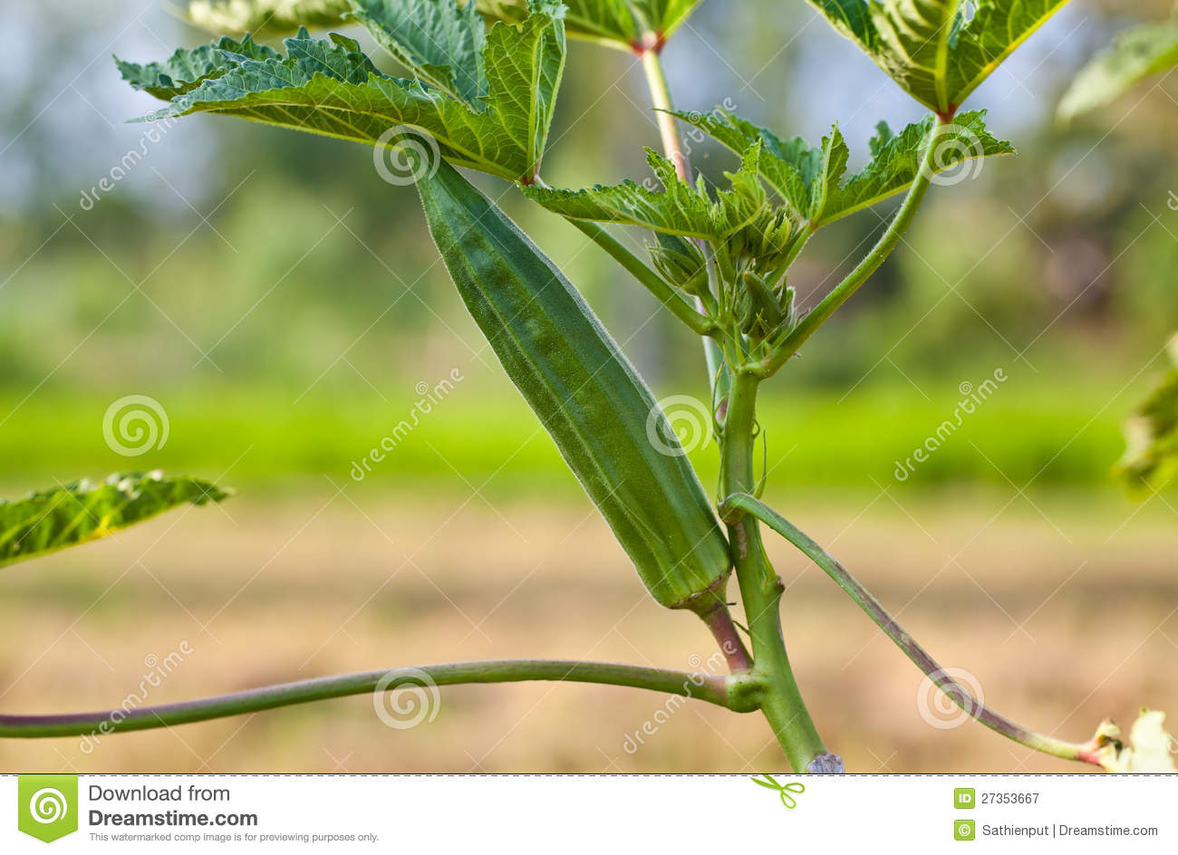 Okra On Tree In Garden Royalty Free Stock Photography   Image