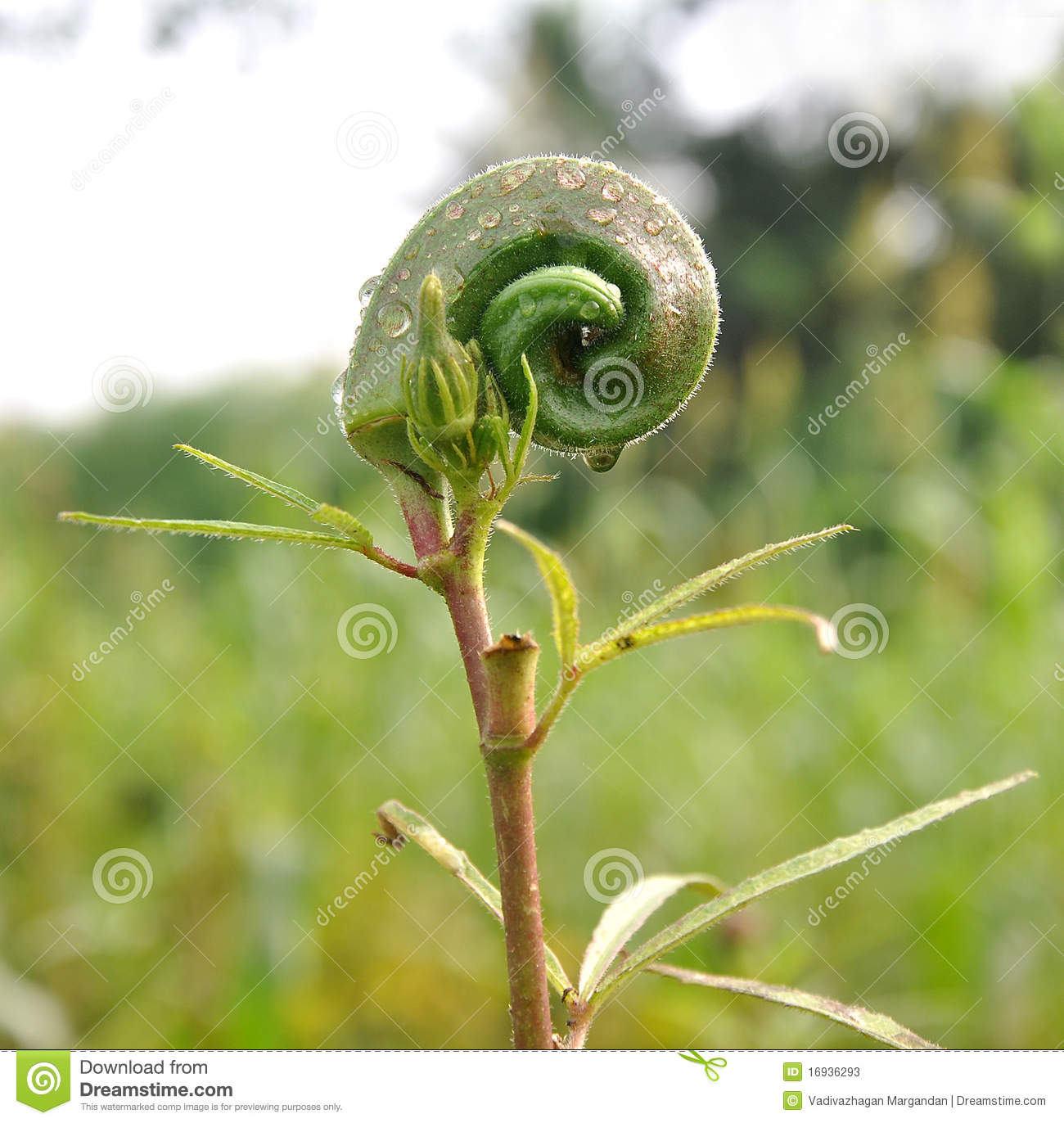 Okra Plant In Garden With Water Drops   Ladies Finger