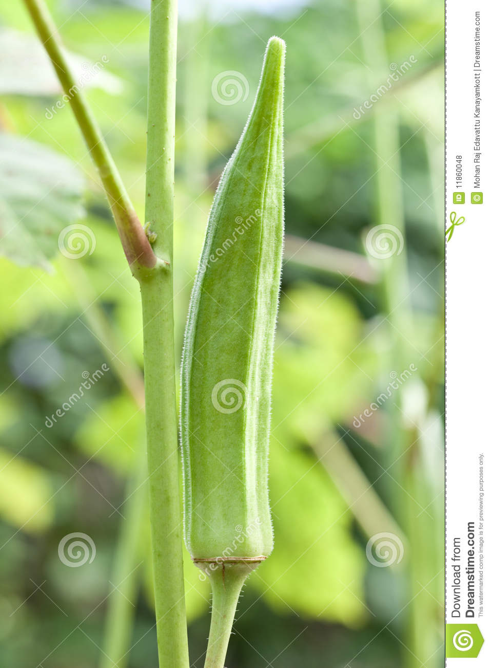 Okra Plant In The Vegetable Garden   Also Known As Ladies  Finger