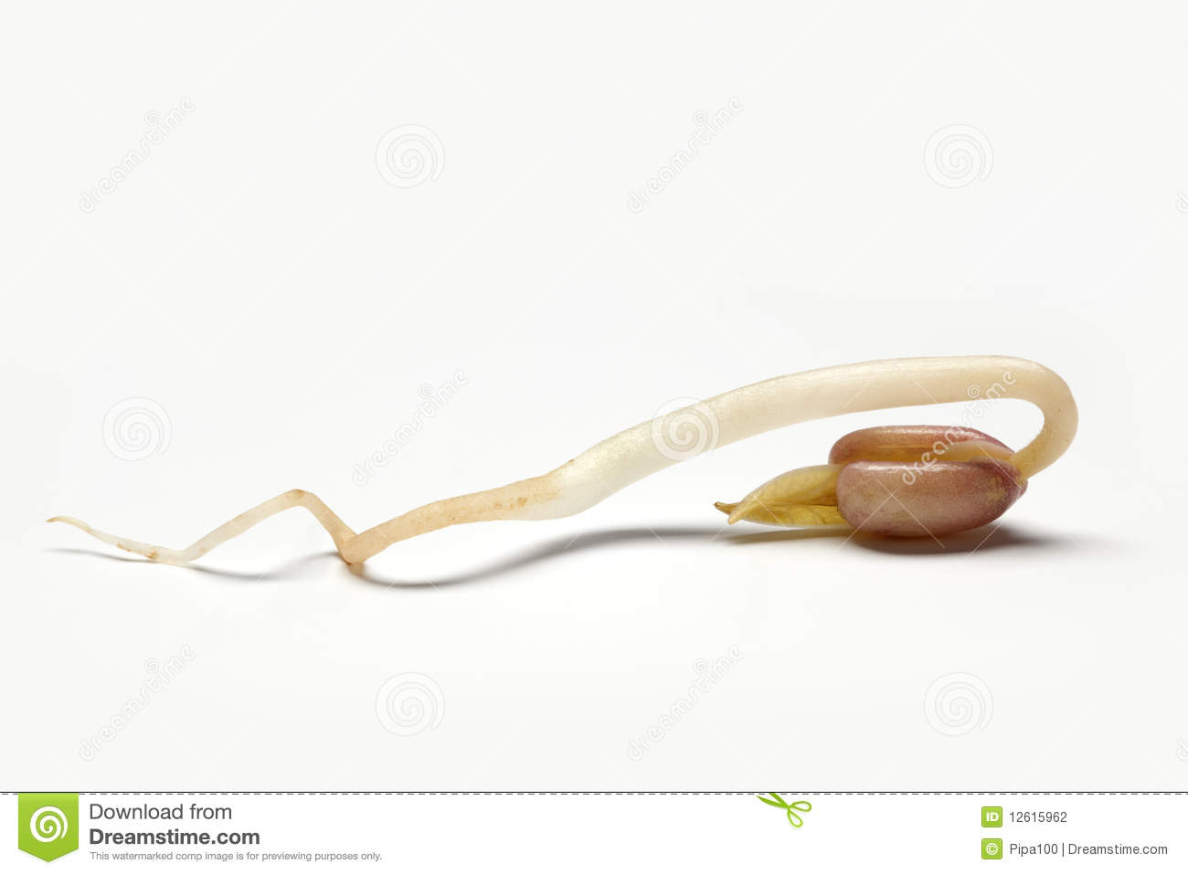 Pin Bean Sprout Clipart Vector On Pinterest