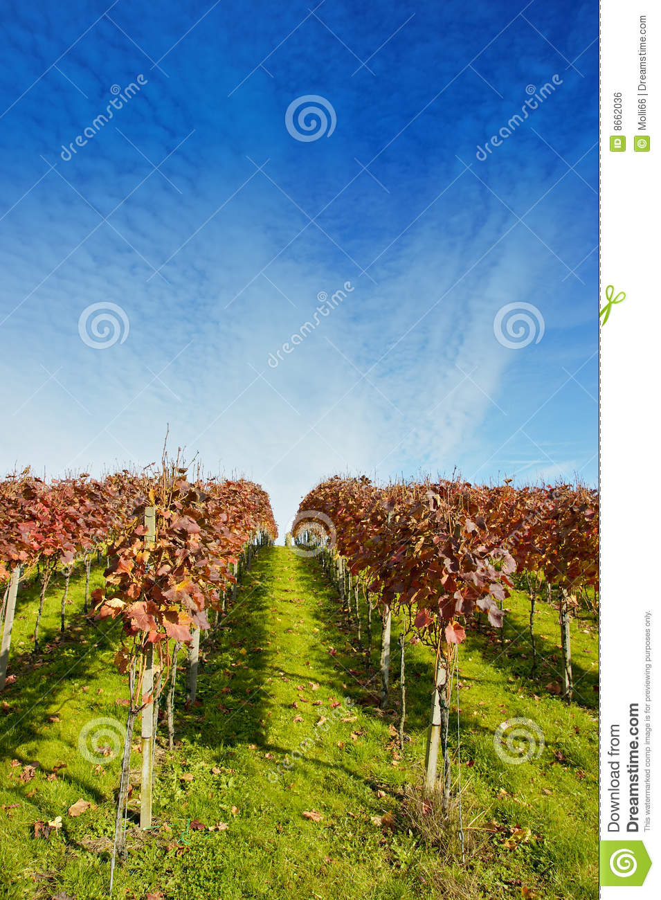 Vineyard In Late Summer Royalty Free Stock Image   Image  8662036