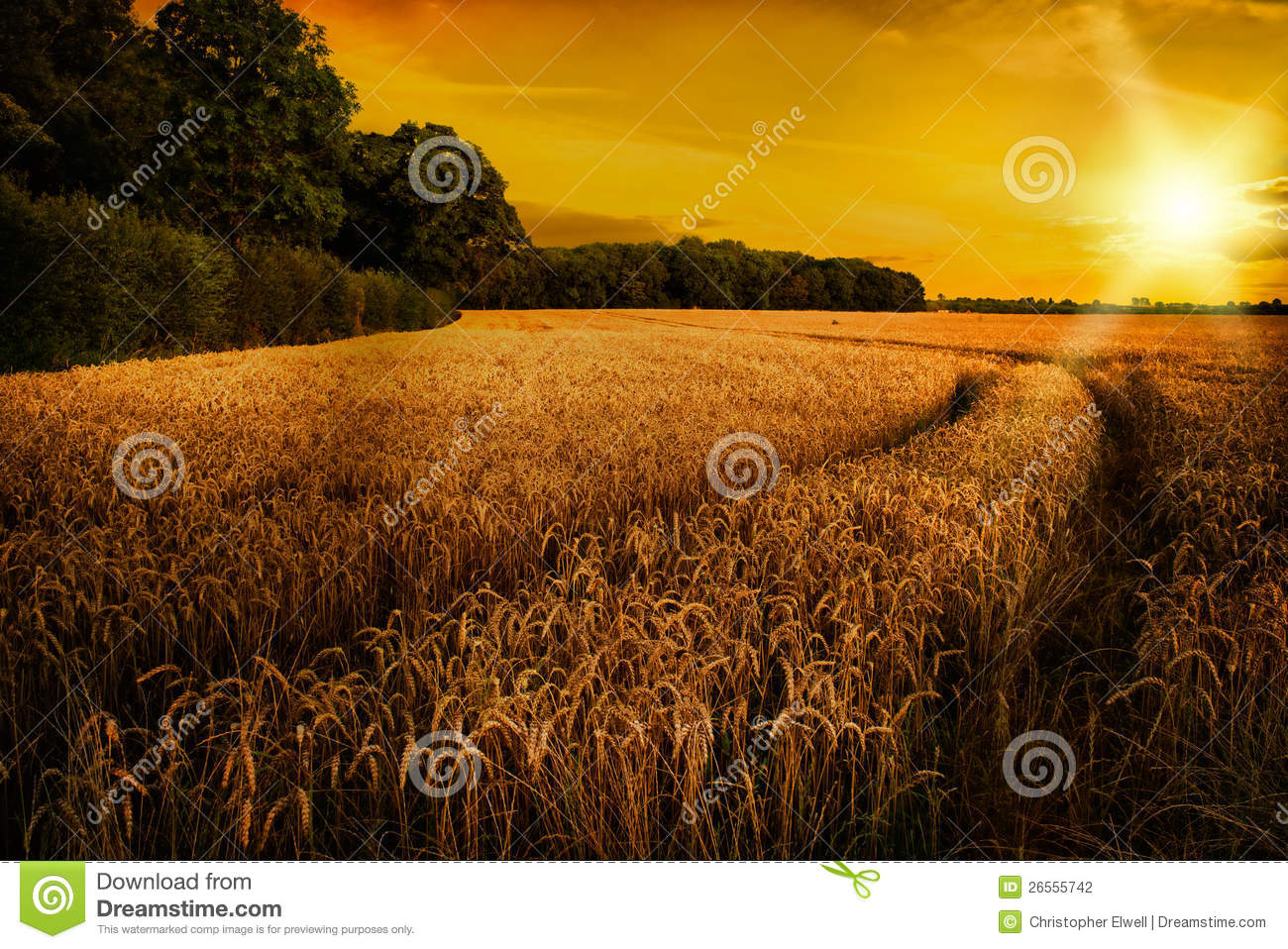 Wheat Ripening In Late Summer Sun Shropshire Stock Photography