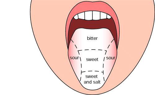 10 Interesting Facts About The Mouth   In Fact Collaborative