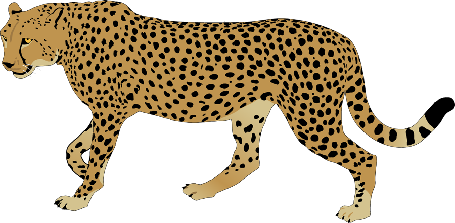 Cheetah Clipart   Clipart Best