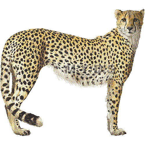 Cheetah Clipart Graphics  Free Clip Art
