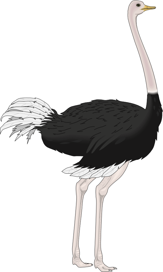 Ostrich Clip Art   Images   Free For Commercial Use