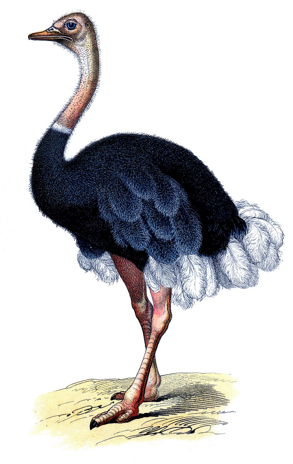 Ostrich Clipart Black And White Image Wonderful Ostrich