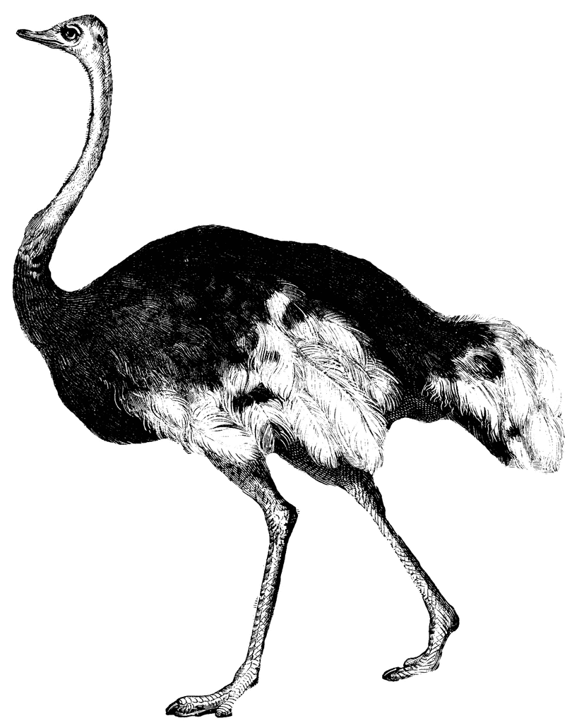 Ostrich   Clipart Etc