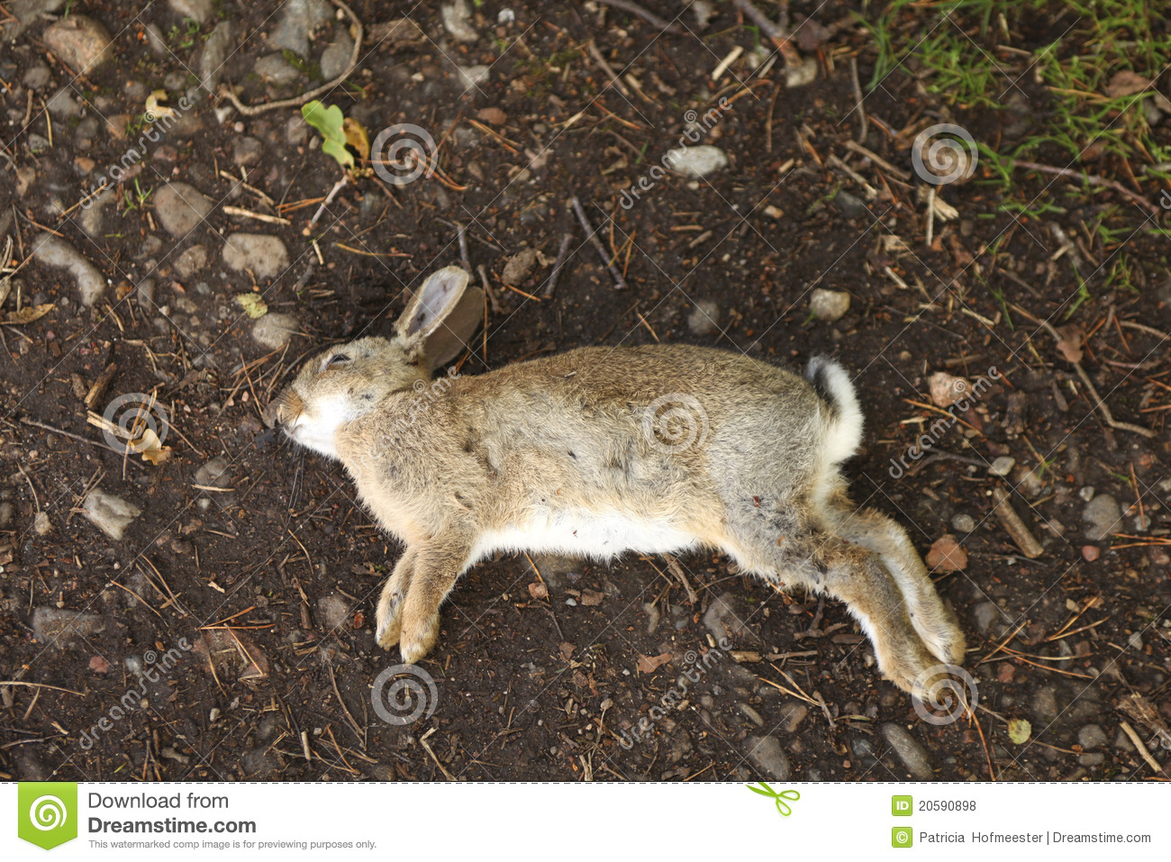 Dead Rabbit Lying On Earth