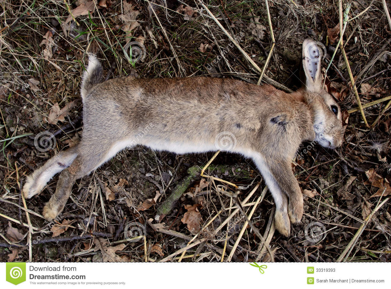 Dead Wild Rabbit With Shotgun Pellet Wounds Shot As A Pest By Farmer