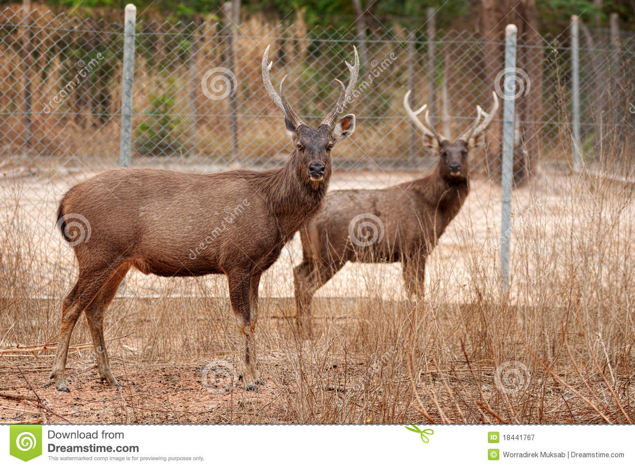 Deer Family Royalty Free Stock Photography   Image  18441767