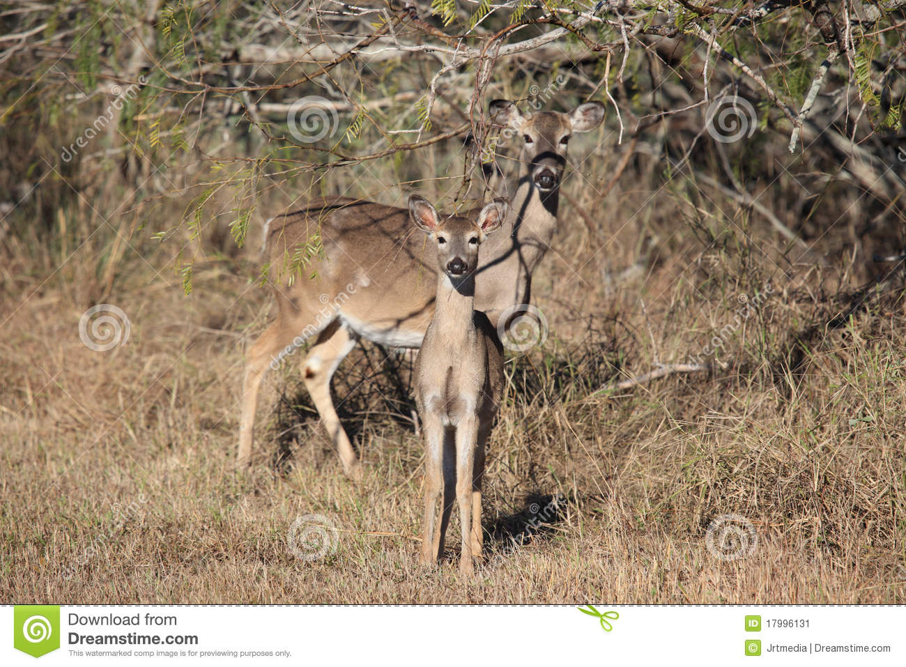 Deer Family Stock Image   Image  17996131