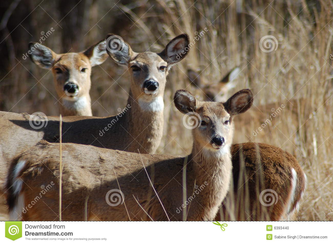 Deer Family Stock Photo   Image  6393440