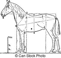Equine Vector Clip Art Eps Images  1668 Equine Clipart Vector    