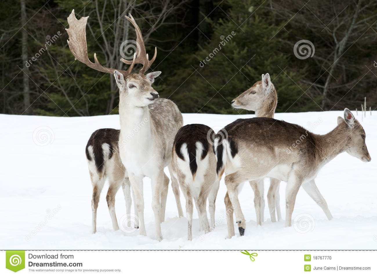 Fallow Deer Family Stock Photo   Image  18767770