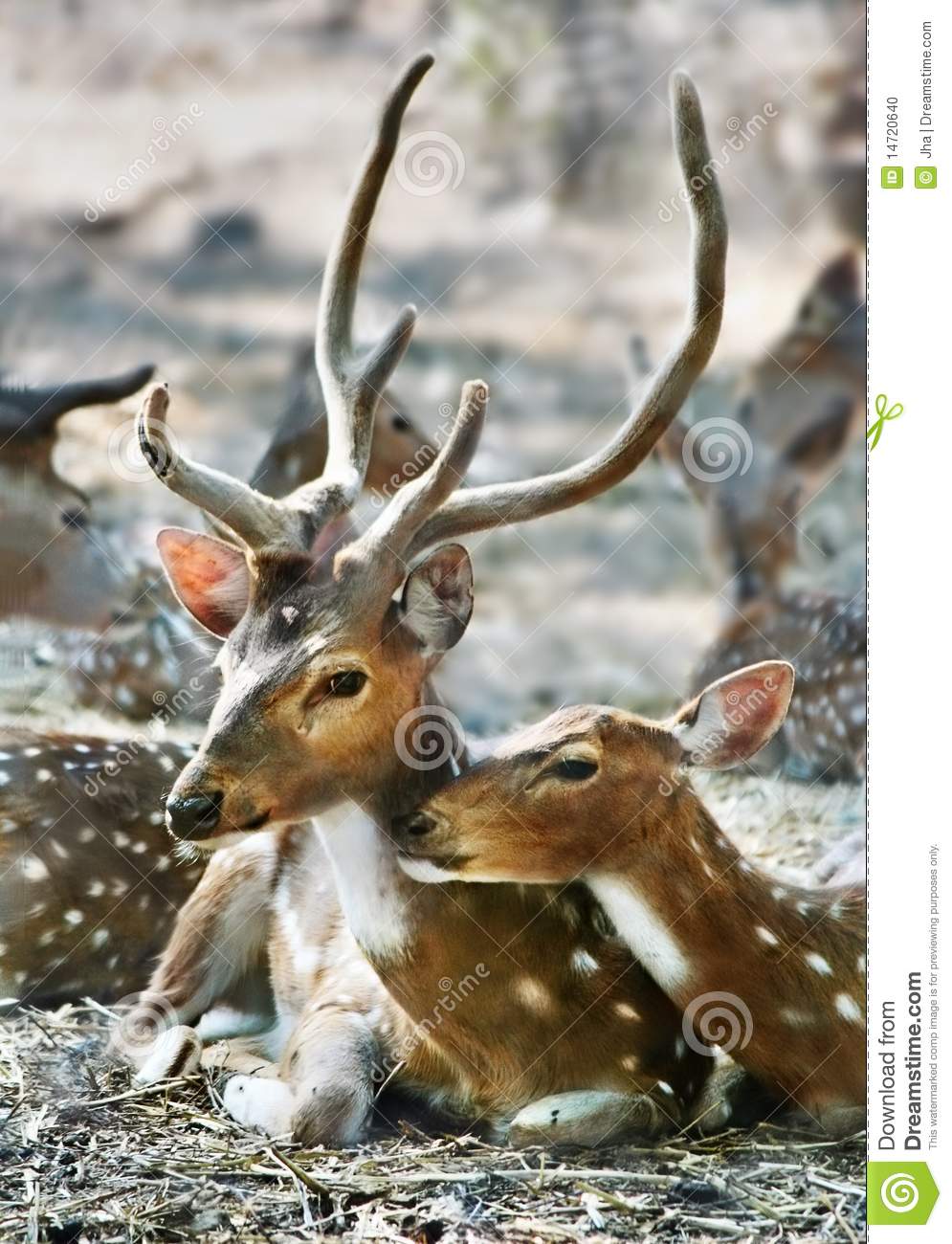 Family Of Deer Stock Photo   Image  14720640