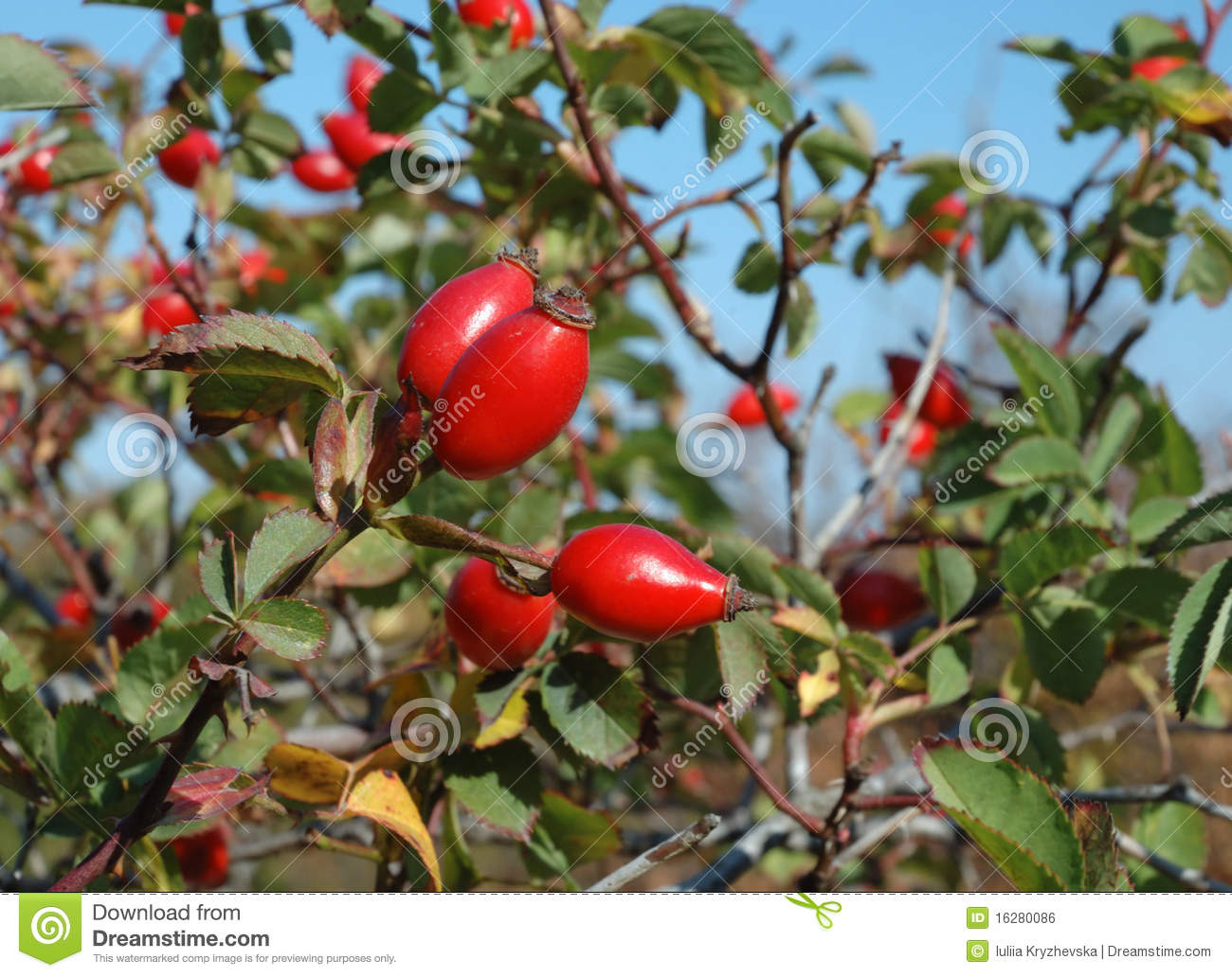 Healing Autumnal Dog Rose Red Fruits Royalty Free Stock Image   Image