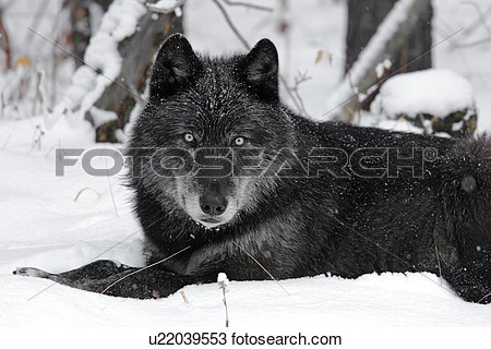 Pics Photos   Timber Wolf In Pro Clipart Illustration Image By Geo