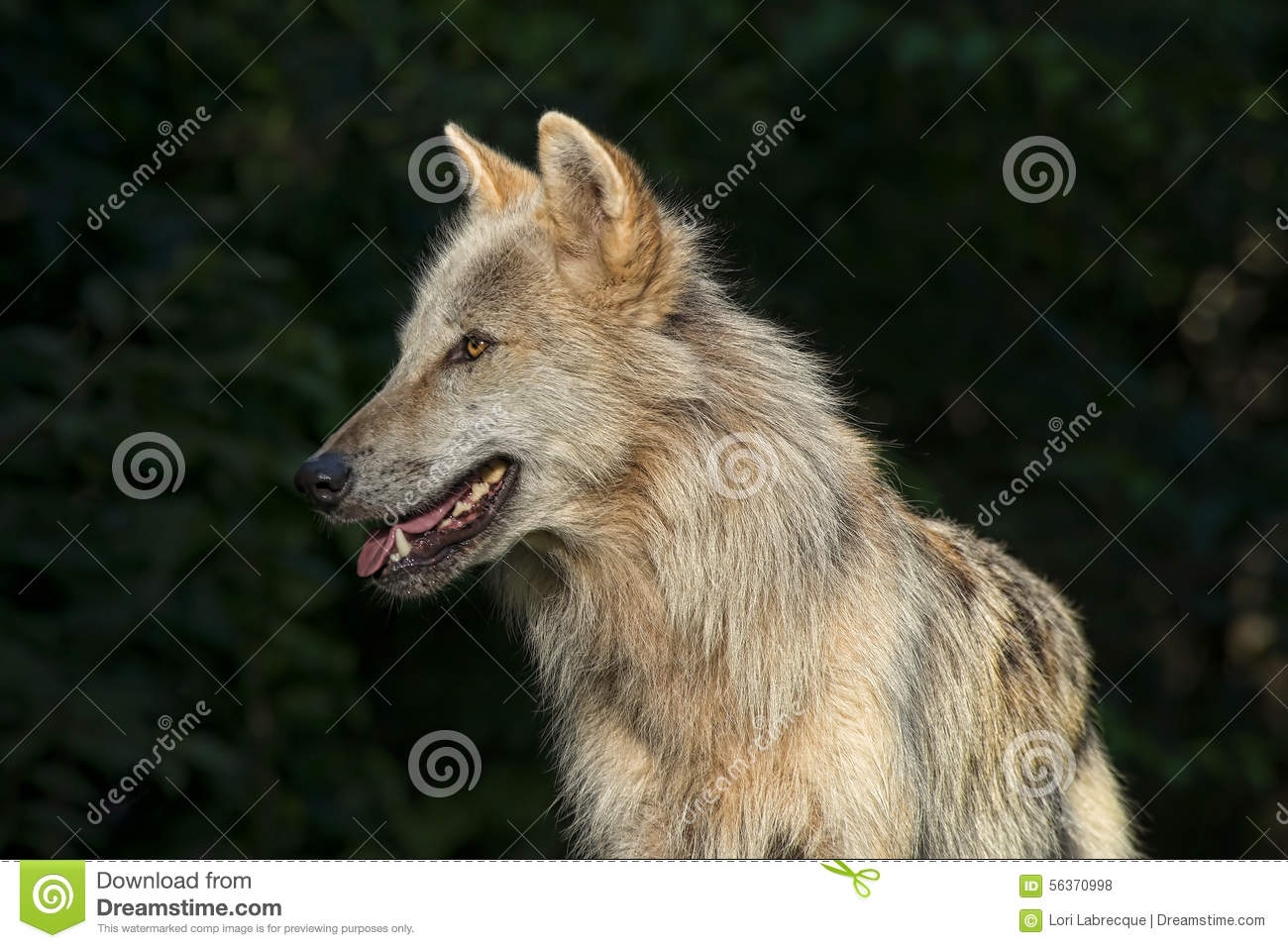 Profile Of A Timber Wolf  Also Known As A Gray   Grey Wolf  Taken In    