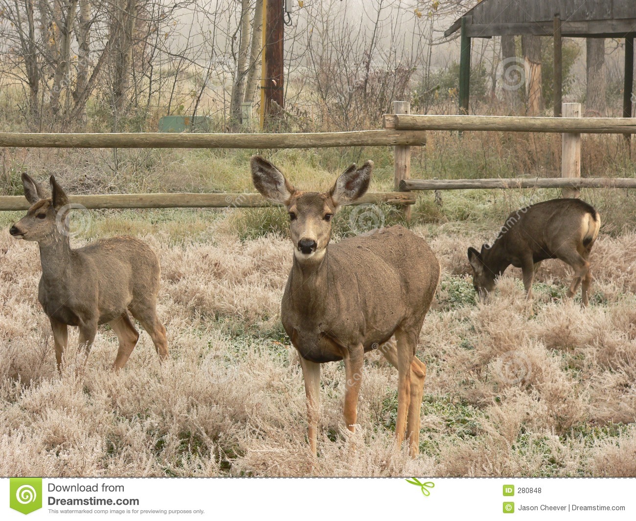 Three Mule Deer At Fish Creek Park Calgary Alberta Canada